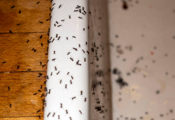 Best Best Pest Control Companies  in North Lakeport, CA