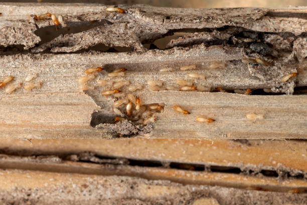 Best Cockroach Control Services  in North Lakeport, CA
