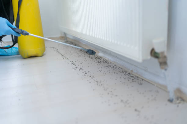 Best Affordable Pest Control Services  in North Lakeport, CA